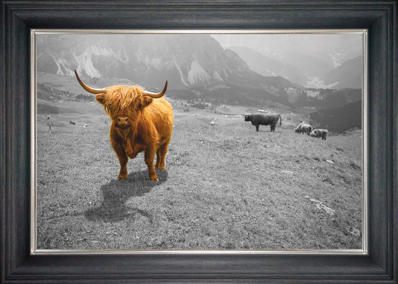 Highland Cow In The Hills